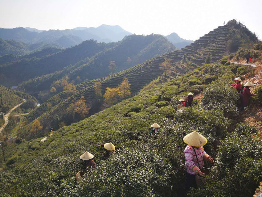 白石山上采巖茶-劉衍清