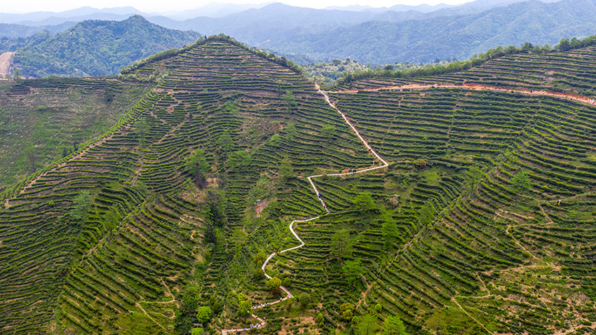 茶道彎彎--甘童坤