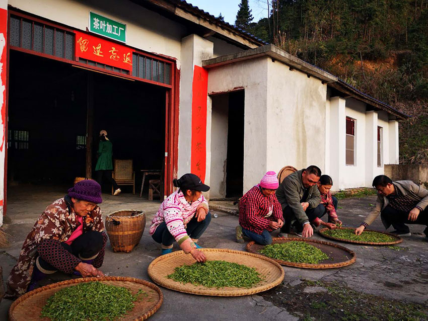 精選白石茶-------孫吉夫
