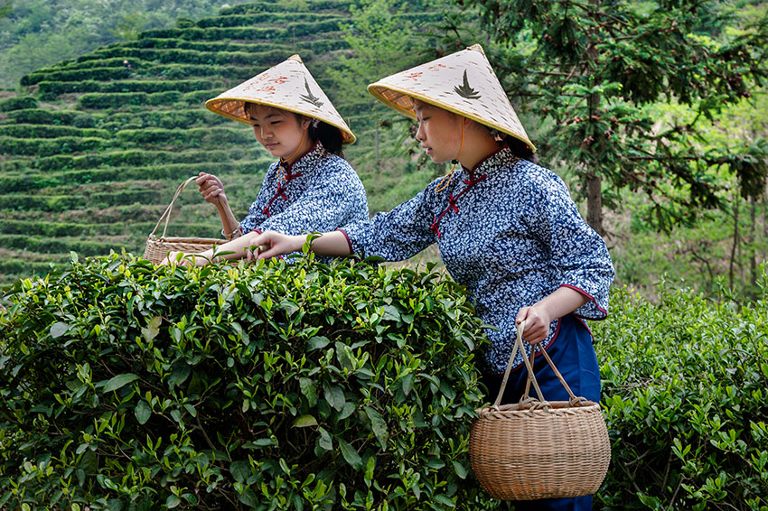山茶姊妹花---李靈芝