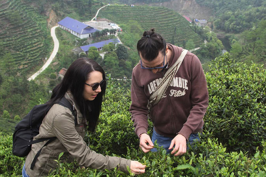 洋人也愛白石茶-劉志恒