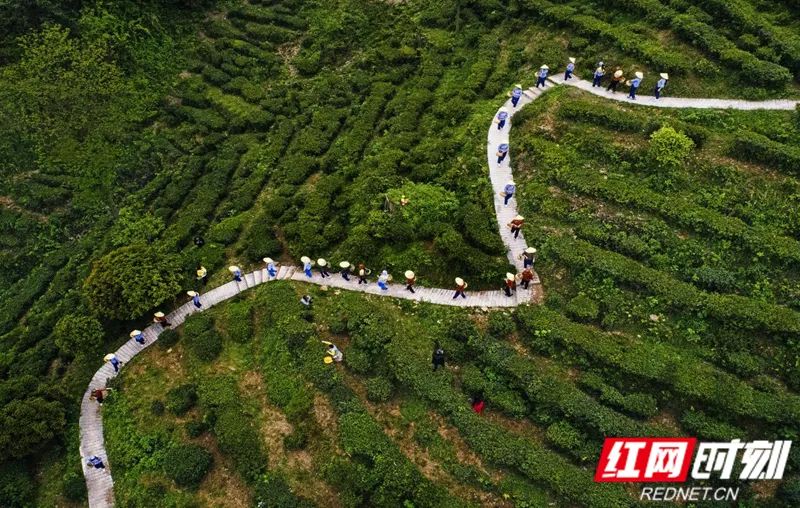 春日來信，臨湘白石茶園春茶相邀等君來