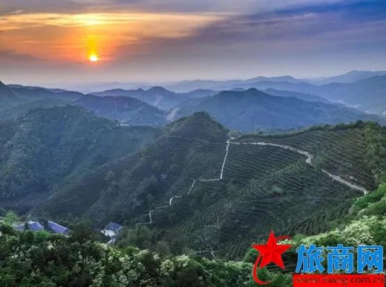 旅商網(wǎng) || 來臨湘白石茶園體驗“龍脊梯田”層層迭迭的壯美