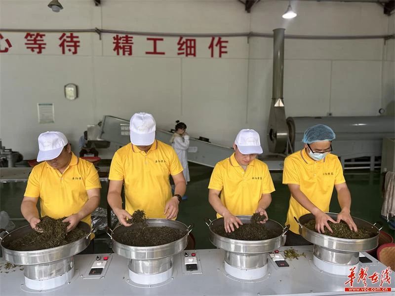 2024年第五屆“幽良山杯”岳陽黃茶（機械）制茶師大賽冠軍出爐