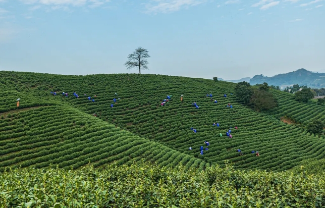 真的會(huì)被治愈到！岳陽(yáng)這些茶園秘境，每一眼都超級(jí)驚艷！
