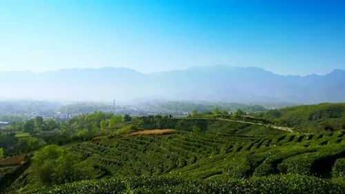 岳陽日報 | 天車嶺 一張锃亮的茶旅文化名片