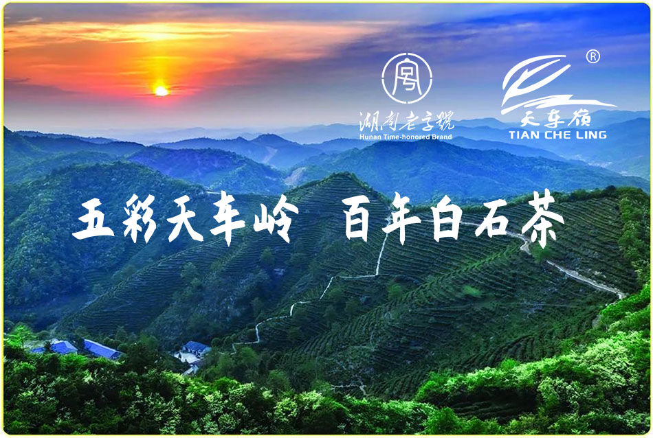 五彩天車嶺 百年白石茶